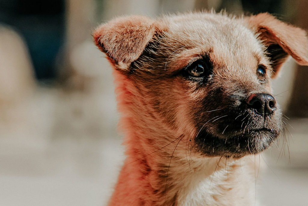 ドックトレーナー監修 犬がくるくる回る理由とは ストレス 犬のしつけハグ