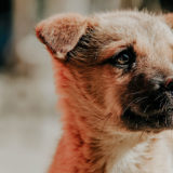 犬がくるくる回る理由とは?【ストレス?!】もしかして認知症?考えらる病気とは