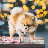 散歩嫌いの犬をダイエットさせる秘訣5つ！ 散歩で健康キープ!