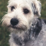 犬はなぜ食糞するの？食糞を辞めさせる方法とは？【いつ 治るの】