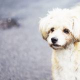 犬はなぜ穴を掘るの？穴掘り行動をする理由と対処法【ストレスとは】