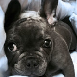 犬の口が臭くなるのはなぜ?口臭の原因と対処方法