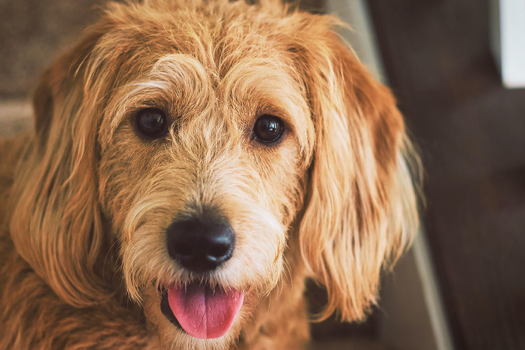 犬のダイエットでおからを与えても平気 気を付けるべきことは 犬のしつけ ハグ