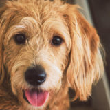 犬のダイエットでおからを与えても平気?気を付けるべきことは?