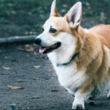 犬がくるくる回るのはなぜ?犬の気持ちと病気のサインを見逃さないで!【まとめ】