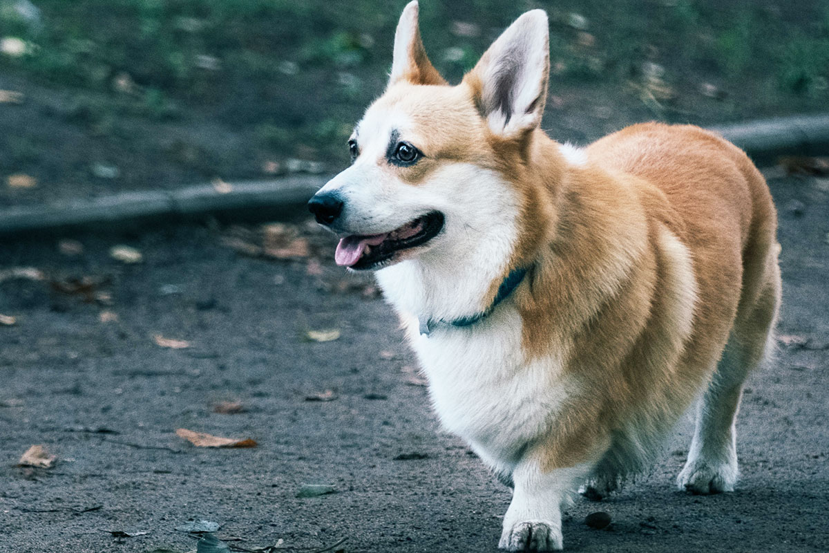 犬がくるくる回るのはなぜ 犬の気持ちと病気のサインを見逃さないで まとめ 犬のしつけハグ