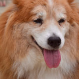 犬の毛のお掃除を楽にするのは３つの方法！コツをつかめば簡単スピーディーに！