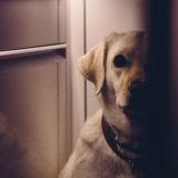 残された愛犬はどうなるの？お別れする前に飼い主さんに出来る事とは？