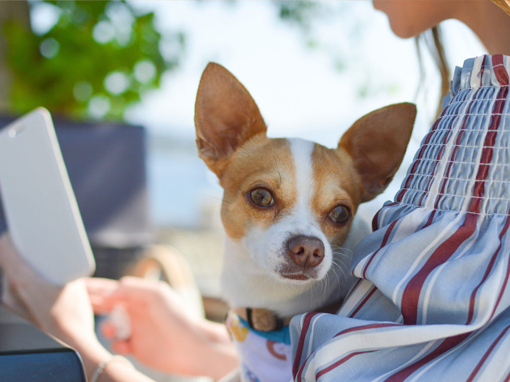犬の問題行動の原因は飼い主さんかも?!意識改革で愛犬が変わる!