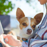 犬の問題行動の原因は飼い主さんかも？！意識改革で愛犬が変わる！