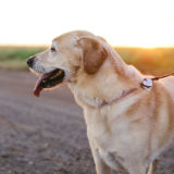 ヘッドプレスって何？犬の奇妙な行動は病気のサインって本当？