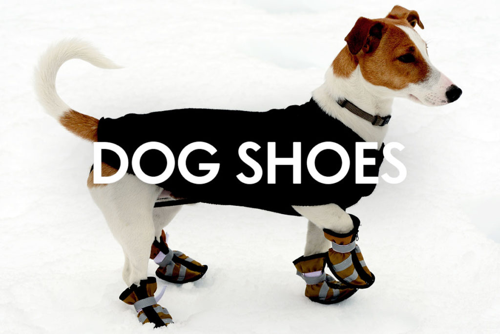 犬が靴や靴下を履くのは常識になる 靴を履かせるメリット デメリットとは 犬のしつけハグ