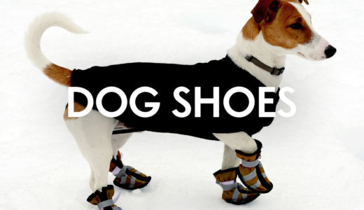 犬が靴や靴下を履くのは常識になる？！靴を履かせるメリット・デメリットとは？