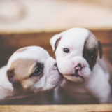 人気のある犬を飼いたい!初心者には飼うのが難しい飼ってはいけない犬種