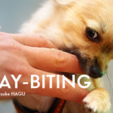 犬の噛み癖は3種類！タイプ別噛む理由とその改善方法【具体的にご紹介】
