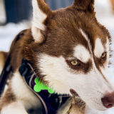 怒らせたら危険な犬がいる?!人にケガをさせる恐れがある犬種32選