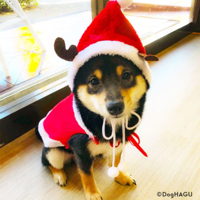東京の世田谷区と文京区にある犬のしつけ経室、ドッグホテル犬のしつけハグのクリスマス犬 ワンコ