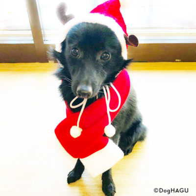 東京の世田谷区と文京区にある犬のしつけ経室、ドッグホテル犬のしつけハグのクリスマス犬 ワンコ