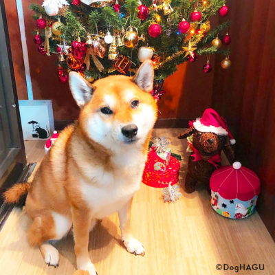 東京の世田谷区と文京区にある犬のしつけ経室、ドッグホテル犬のしつけハグのクリスマス犬 ワンコ 柴犬