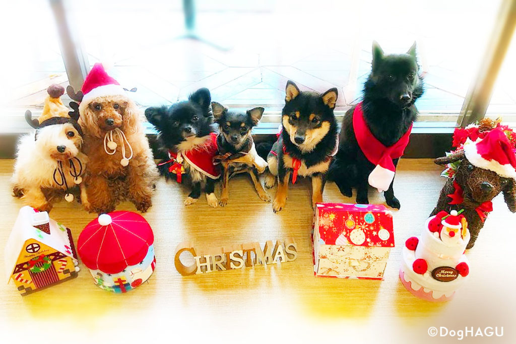 わんこ クリスマス19 犬のしつけhagu ワンコ写真 犬のしつけハグ