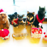 東京の世田谷区と文京区にある犬のしつけ経室、ドッグホテル犬のしつけハグのクリスマス犬 ワンコ　プードル