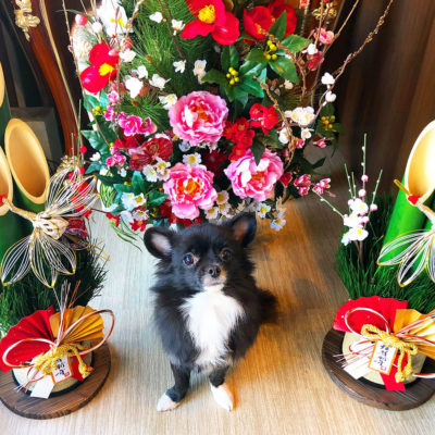 東京の世田谷区と文京区の犬のしつけ経室 ドッグホテル 犬のしつけハグのお正月犬 ワンコ