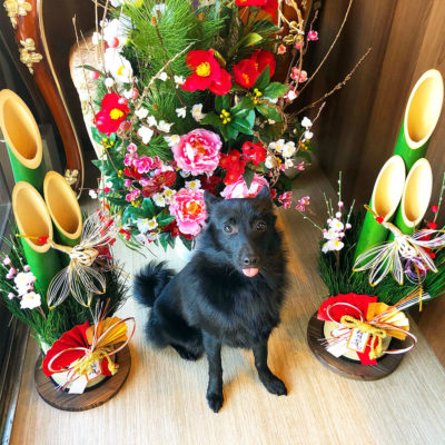 東京の世田谷区と文京区の犬のしつけ経室 ドッグホテル 犬のしつけハグのお正月犬 ワンコ