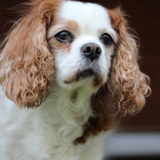 キャバリア【穏やかで争いを好まない性格】のしつけの仕方について