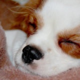 【初めての】キャバリアの基本的な性格と分離不安につて