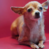 チワワの正しい褒め方と叱り方