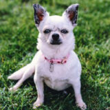 チワワは子犬期のしつけが大切！育てる際の重要なポイントとは？