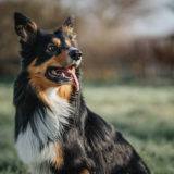 犬がお散歩を嫌う理由と解決方法とダイエットになるお散歩のメリット