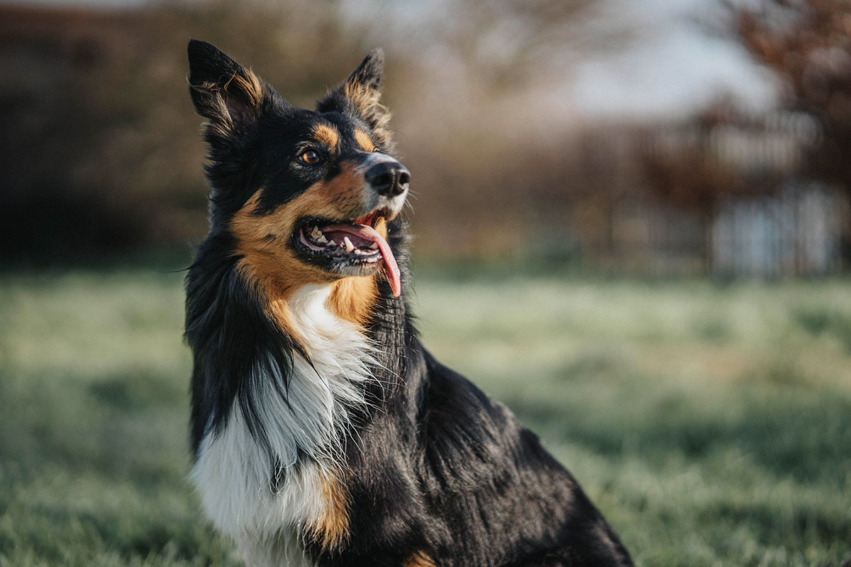 犬がお散歩を嫌う理由と解決方法とダイエットになるお散歩のメリット 犬のしつけハグ