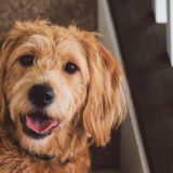 犬がアーモンドを食べても大丈夫?アーモンドの危険性に関して