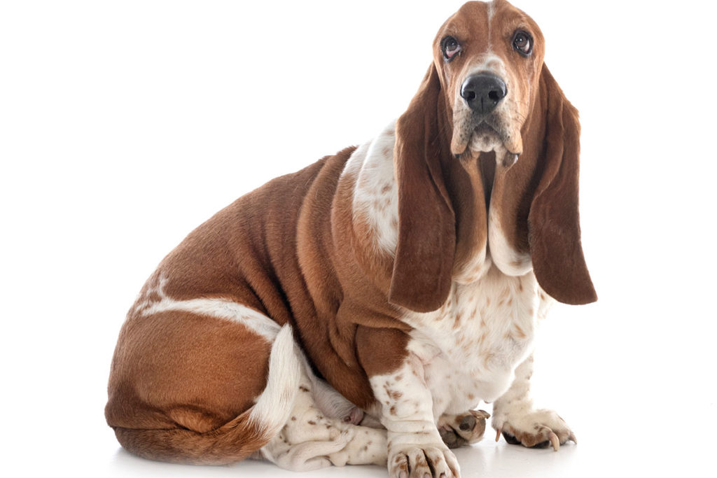 犬の肥満に注意 肥満度のチェック方法と改善方法 太ってる 犬のしつけハグ