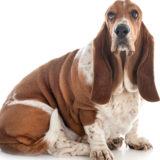 犬の肥満に注意！肥満度のチェック方法と改善方法