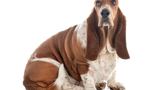 犬の肥満に注意！肥満度のチェック方法と改善方法