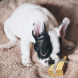 フレンチブルドッグがなりやすい病気や怪我について【多い病気】