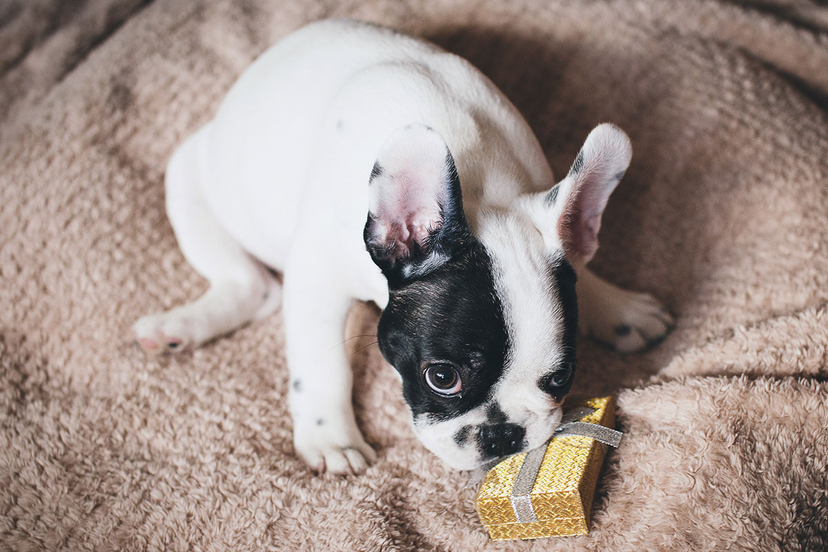 フレンチブルドッグがなりやすい病気や怪我について 多い病気 犬のしつけ ハグ