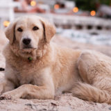 ゴールデンレトリバーの飼い方と気をつけて欲しい注意点3つ