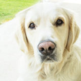 ゴールデンレトリバーがなりやすい病気や怪我について