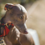 イタリアン・グレーハウンドがなりやすい病気や怪我【ストレス多い】