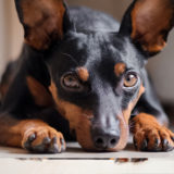 ミニチュア・ピンシャーの飼い方！運動としつけの方法