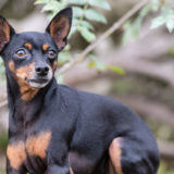 ミニチュア・ピンシャーってどんな犬？飼う前に知っておきたい事とは？
