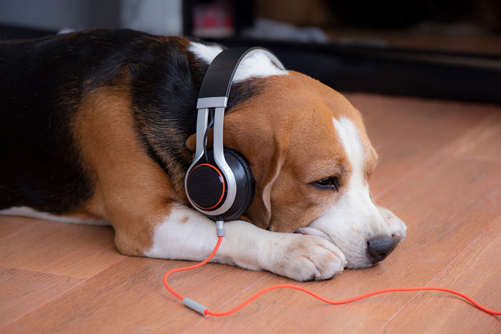 【獣医学生 検証】犬にリラックス効果のある音楽を探してみた！