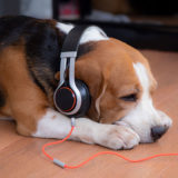 【獣医学生 検証】犬にリラックス効果のある音楽を探してみた！