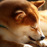 意外と知らない柴犬の性格・歴史・特徴を紹介!｜飼いやすい?