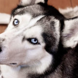 シベリアンハスキーがなりやすい病気や怪我について５つ