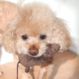 そもそもトイプードルってなに?上手な飼い方は?