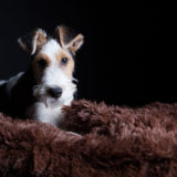 ワイヤーフォックステリアの基本的な性格としつけの仕方について